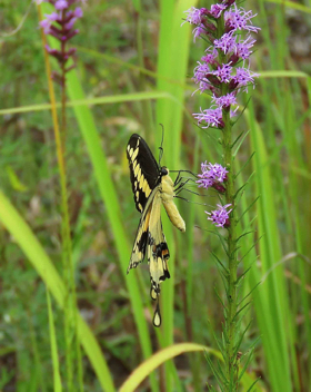 Giant Swallowtail